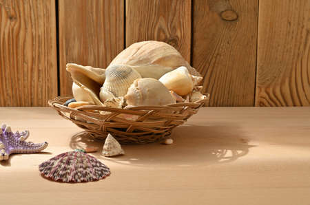 Seashells on a wooden table. Collection of sea mollusks.の写真素材