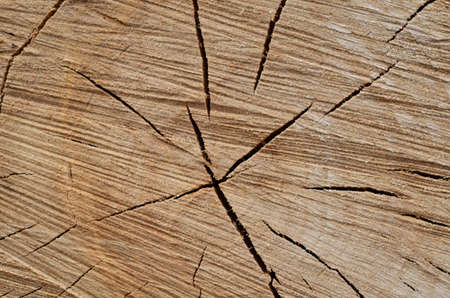 Stump with textures of cracks and annual rings.の写真素材