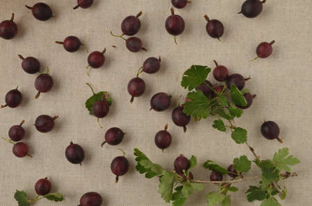 Gooseberry with branches and leaves on a linen tablecloth.の写真素材