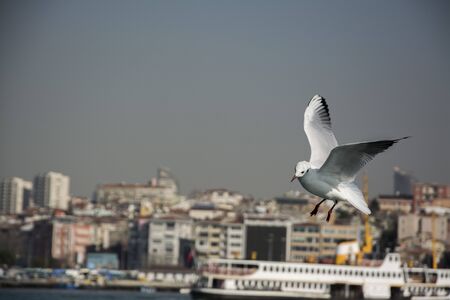 Gull over the Bosphorusの写真素材