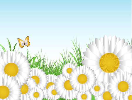 Daisies backgroundのイラスト素材
