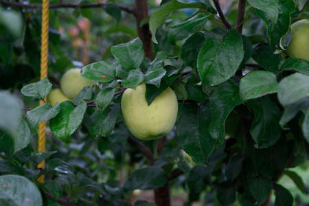 Ripe apple on a tree in the garden at the dachaの写真素材