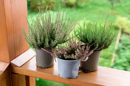 Plant heather green, for planting in a flower bed in the countryの写真素材