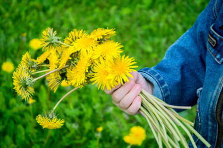 Children`s hand with bouquet of dandelions on blurred green backgroundの写真素材