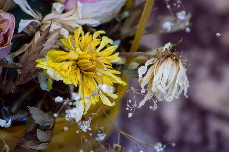 Dry bouquet of pink roses with a yellow flower photographed close-up. Background, postcard