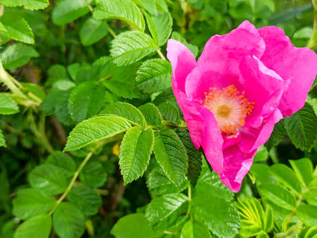 Pink rosehip flower with a yellow middle. Flower is surrounded by green branches with leaves.の写真素材