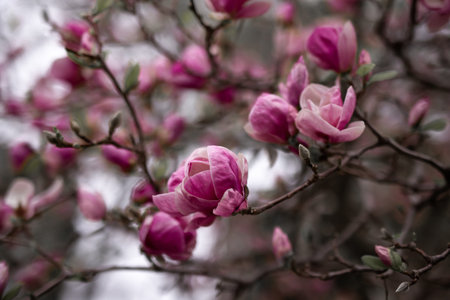 Beautiful pink magnolia flowers blooming in the garden in spring