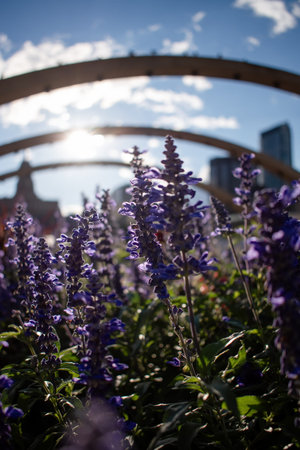 Blue salvia flowers in the city park with sunlight in the morning. Toronto, Canada.の写真素材
