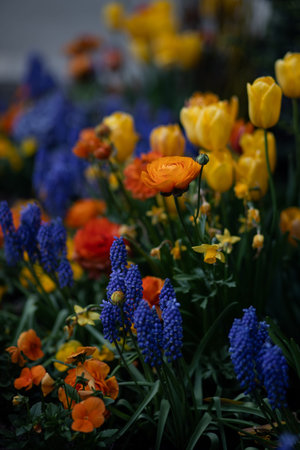 Tulips, pansies, and hyacinths in a garden. Colorful spring flowers in the garden.