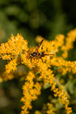 Wasp on Goldenrod flower in the meadow. Wild nature.