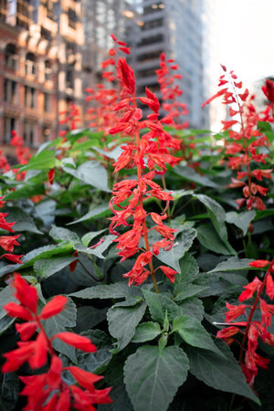 Colorful spring flowers in the garden, shallow depth of field. Toronto, Canada.