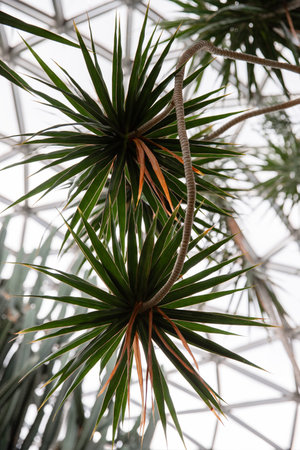 Close-up of a palm tree. Bloedel Conservatory in Queen Elizabeth Park, Vancouver.の写真素材