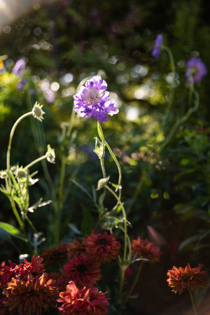 Purple flowers in Butchart Gardens. Victoria, BC.の写真素材