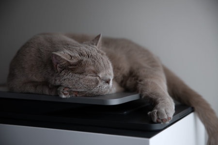 That cute cat sleeping on the printer at home. Pet care concept. Shorthair cat.の写真素材
