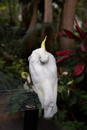 Cacatua galerita, also known as the sulphur-crested cockatoo. Botanical garden in Vancouver, British...