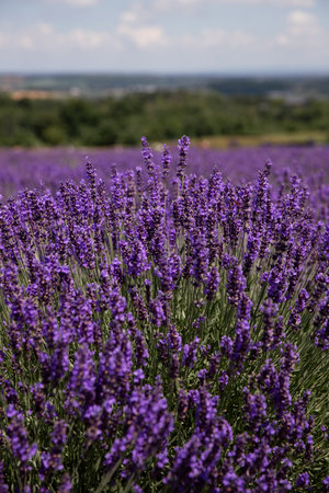 Lavender field in Ontario, Canada. Lavender field in summer.