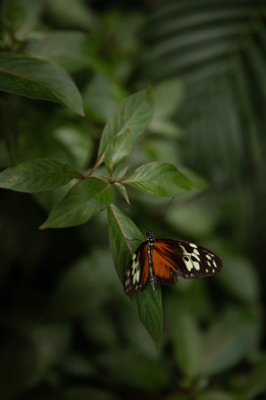 A butterfly on a green leaf at the Niagara Butterfly Conservatory, Ontario, Canada.