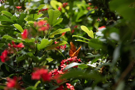 Red flowers and butterflies in the garden, close up. Nature background.の写真素材