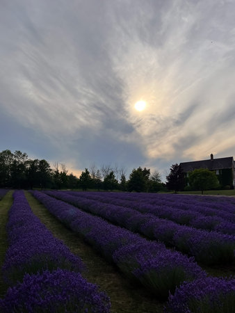 Sunset over a lavender field in the summer. Creemore, Ontario, Canada.