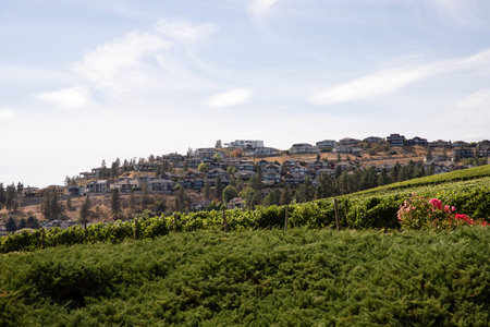 Vineyards in the hills of the Quails' Gate Winery of Kelowna. British Columbia, Canada.の写真素材