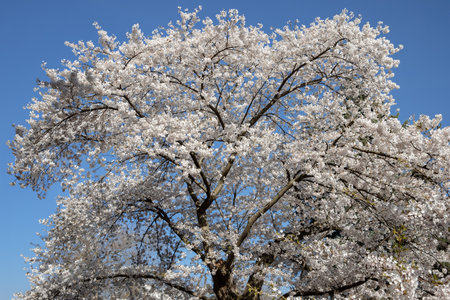 Cherry blossoms are in full bloom in spring in Toronto, Canada.の写真素材