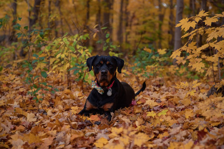 Portrait of a purebred dog, Rottweiler, in the autumn forest. Toronto, Canada.