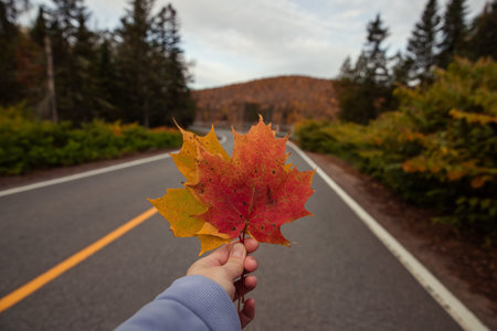 Female hand holding a maple leaf on an asphalt road in autumn.