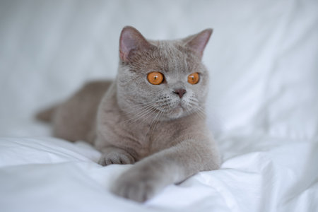 British Shorthair cat with beautiful eyes on a white bed.の写真素材