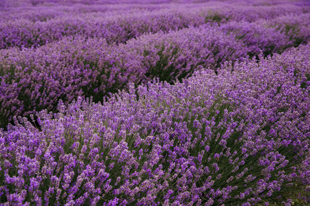Lavender field in Ontario, Canada. Lavender field in summer.