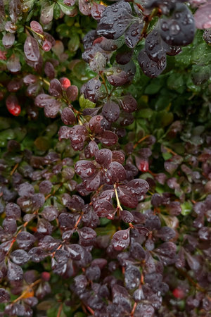 Close-up of the leaves with raindrops.の写真素材