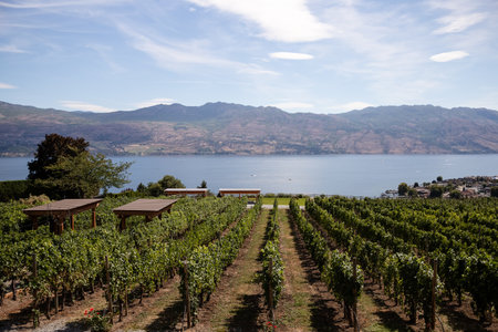 Vineyards on the shores of Okanagan Lake. Quails' Gate Winery of Kelowna, Canada.の写真素材