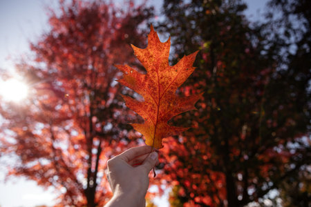 Autumn leaves in the hands of a girl. Selective focus.
