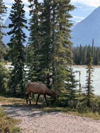 Elk on the trail at the lake in Banff National Park. Alberta, Canada.の写真素材