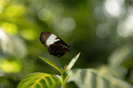 A butterfly on a green leaf at the Niagara Butterfly Conservatory, Ontario, Canada.の写真素材