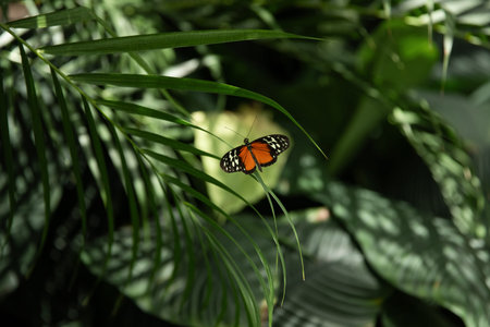 Butterfly on a leaf of a tropical plant in the garden.