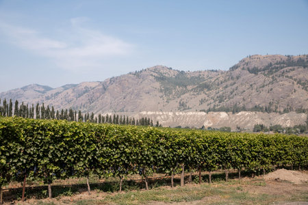Vineyards in the mountains of Kamloops. BC, Canada.の写真素材
