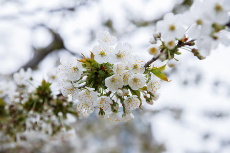 Cherry blossom in springtime, closeup of white flowers. Toronto, Canada.