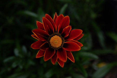Close-up of red gazania flower with dark green background. The Butchart Gardens in Victoria, BC.の写真素材