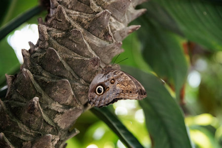 Butterfly in the rainforest. Ontario, Canada.の写真素材