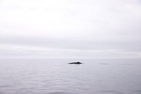 The whale's back on the surface of the water. Vancouver Island. Island in the Pacific Ocean.の写真素材