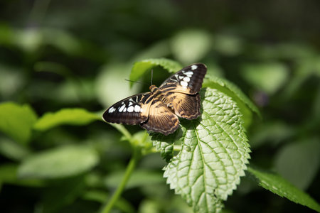 Butterfly on a leaf in the garden. Selective focus. Ontario, Canada.