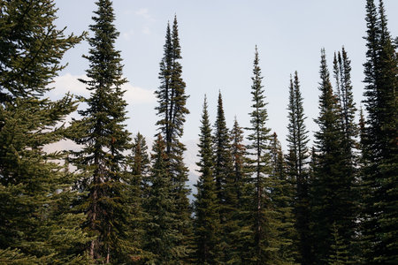 Pine trees in Jasper National Park. Alberta, Canada.の写真素材