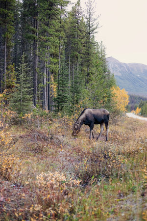 Female Moose in Wilderness of Jasper National Park, Alberta, Canada.の写真素材