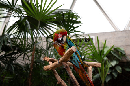 Beautiful macaw parrot sitting on a branch.