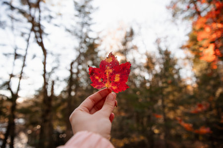 A woman holds a red maple leaf in her hand while standing in an autumn forest in Quebec, Canada.の写真素材