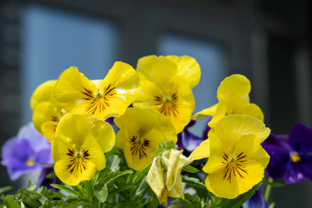 Yellow pansies flower. Garden background. Grow a pansy Viola flower. Bloom spring. Suny day nature. Gardening.の写真素材