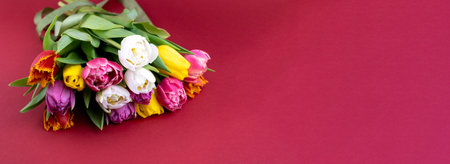 Multicolored tulips on a red background. Flowers banner with place for text. Tulip copy space. Spring holiday postcard. Flower bouquetの写真素材