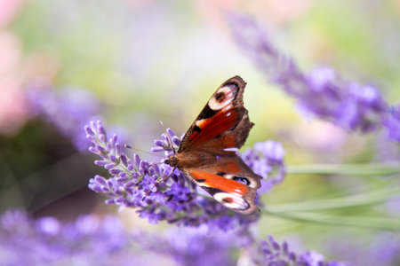 Purple lavender flowers. Flower in the field. Nature background. Grow a fragrant plant in the garden. Summer flower honey plant. Butterfly insect.の写真素材