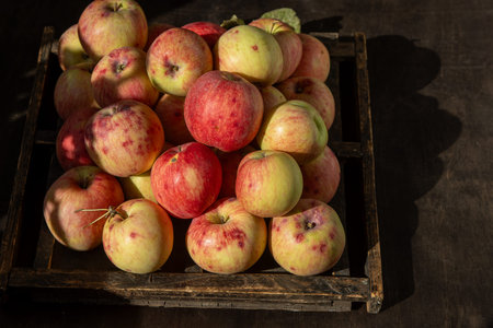 Apple harvest. Autumn fruit. Vitamin food. Red apples with a pink dot.の写真素材