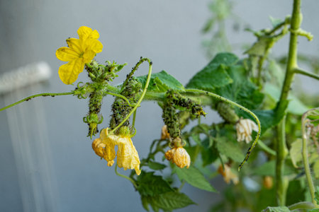 Black aphids on cucumbers. A harmful insect on the plant in the garden. Cucumber and aphid....